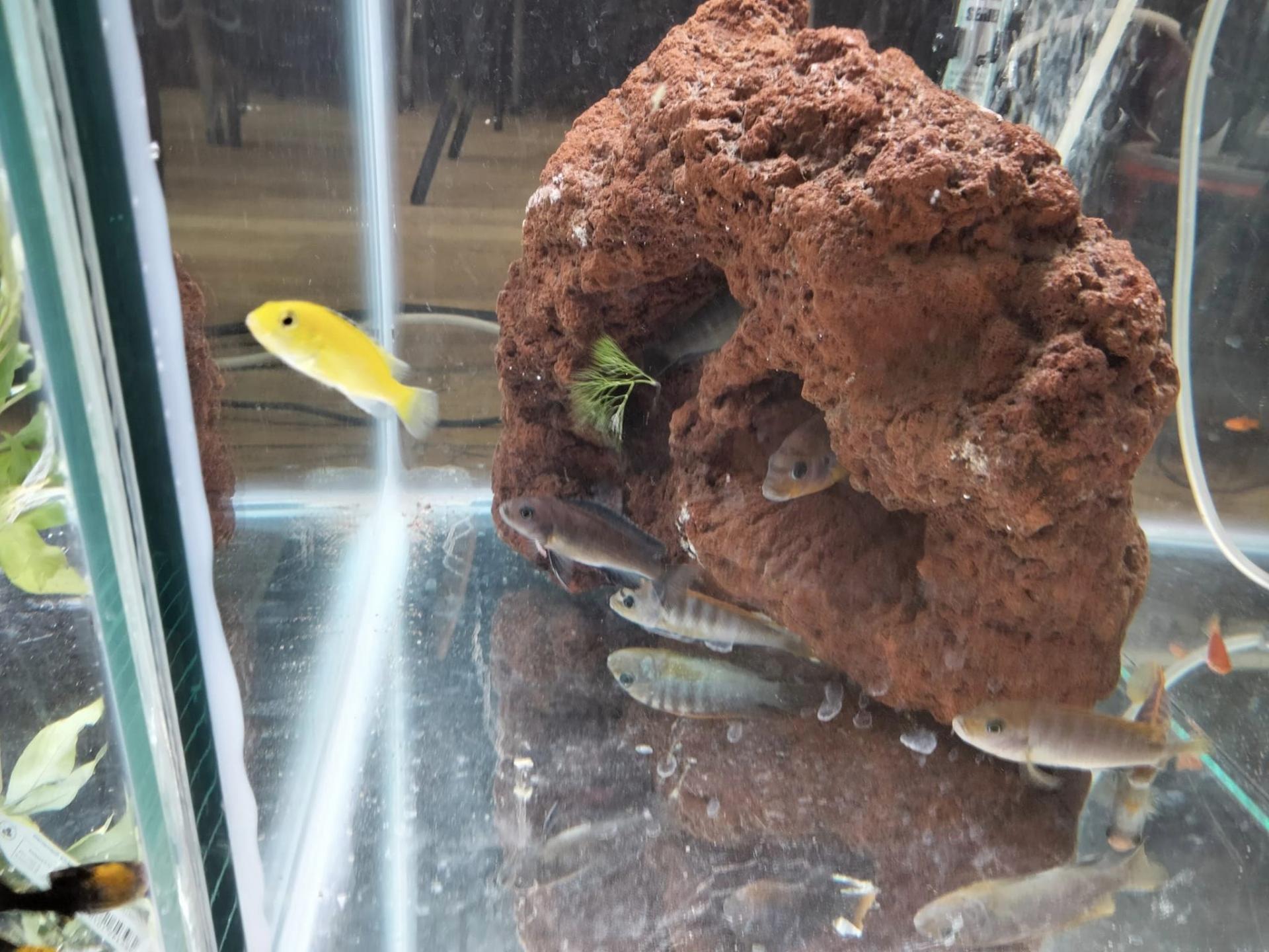 Cichlid