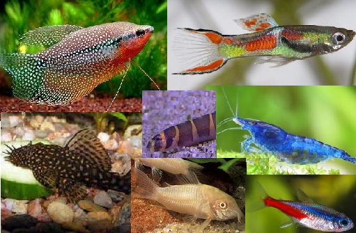 Dispo Aquarium Saint Etienne