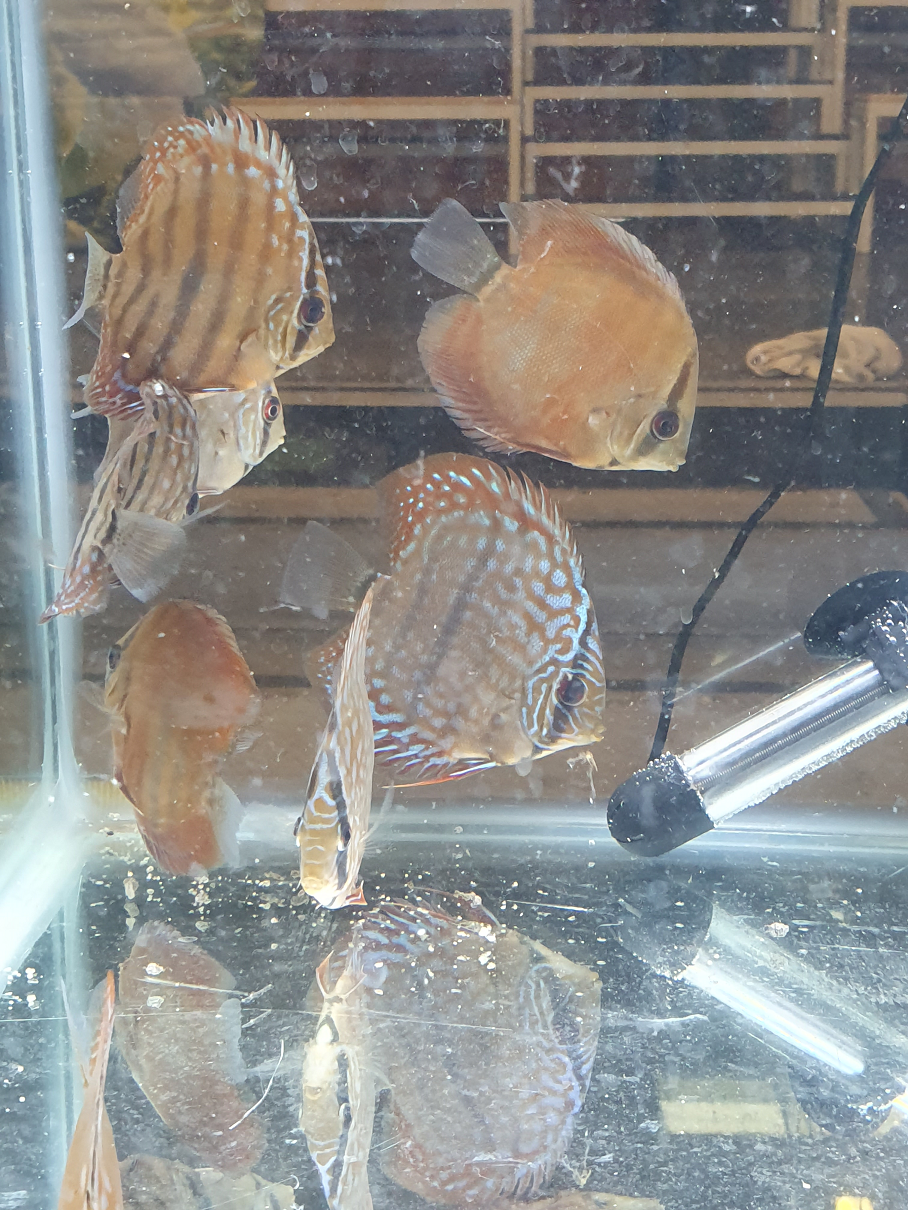 Discus