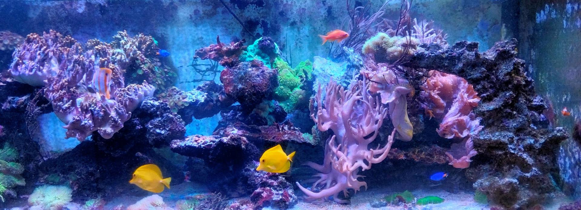 Aquarium Marin